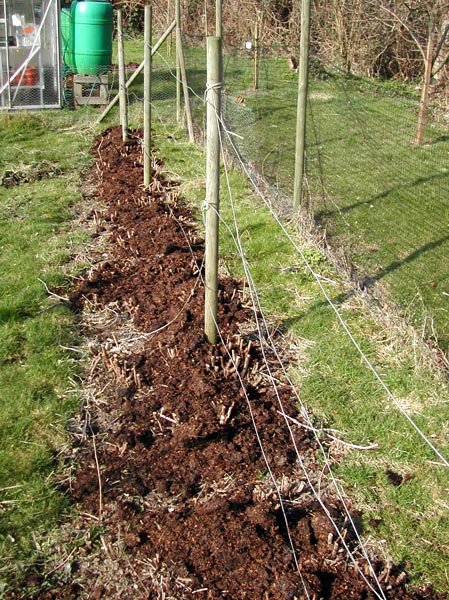 Autun Raspberries end March